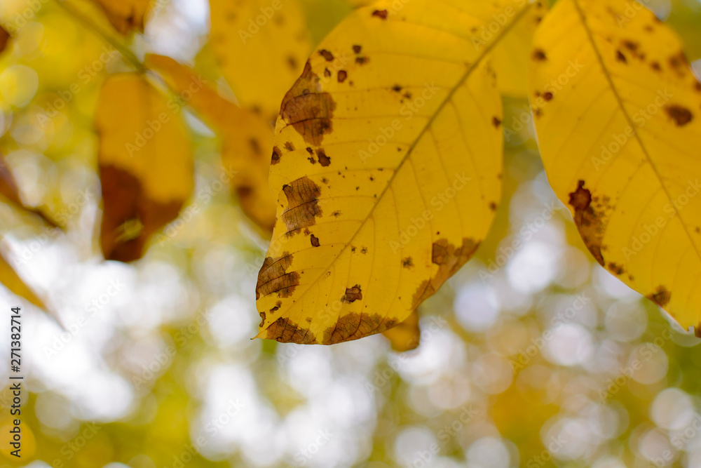 Obraz premium Yellow autumn leaves decorate a beautiful nature bokeh background