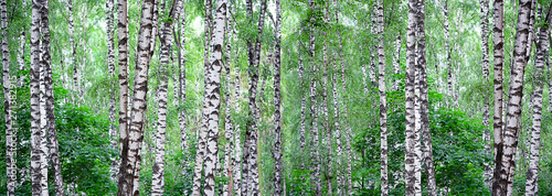 Fototapeta Letni krajobraz z brzozowym lasem. Piękna przyroda. Letni zielony las brzozowy. Białe brzozy i zielone liście. panoramiczny długi baner, szablon do projektowania, miejsce