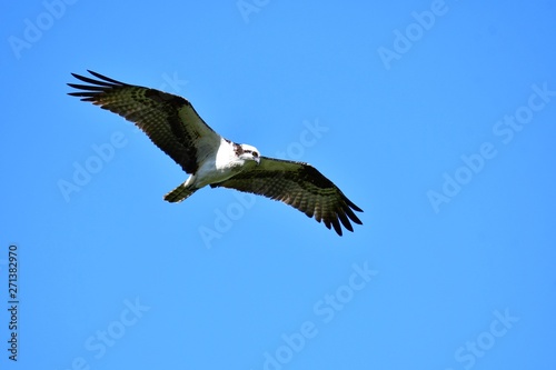 A Osprey searching the fish to eat.           Burnaby lake BC Canada