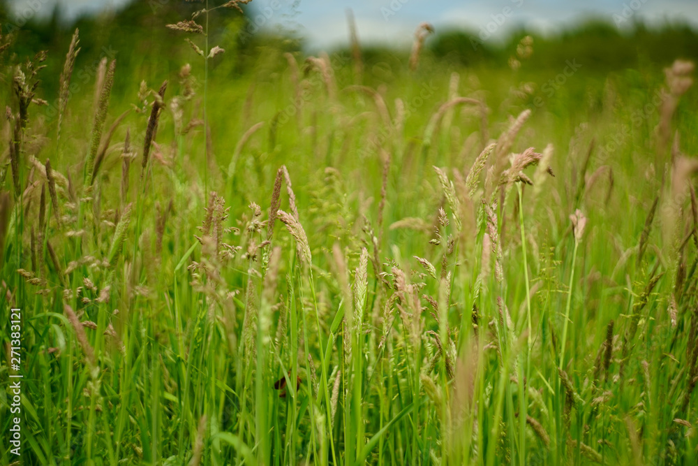 tall green grass in a field