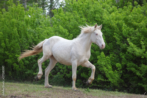 Animal warm blooded cremello horse galloping in nature