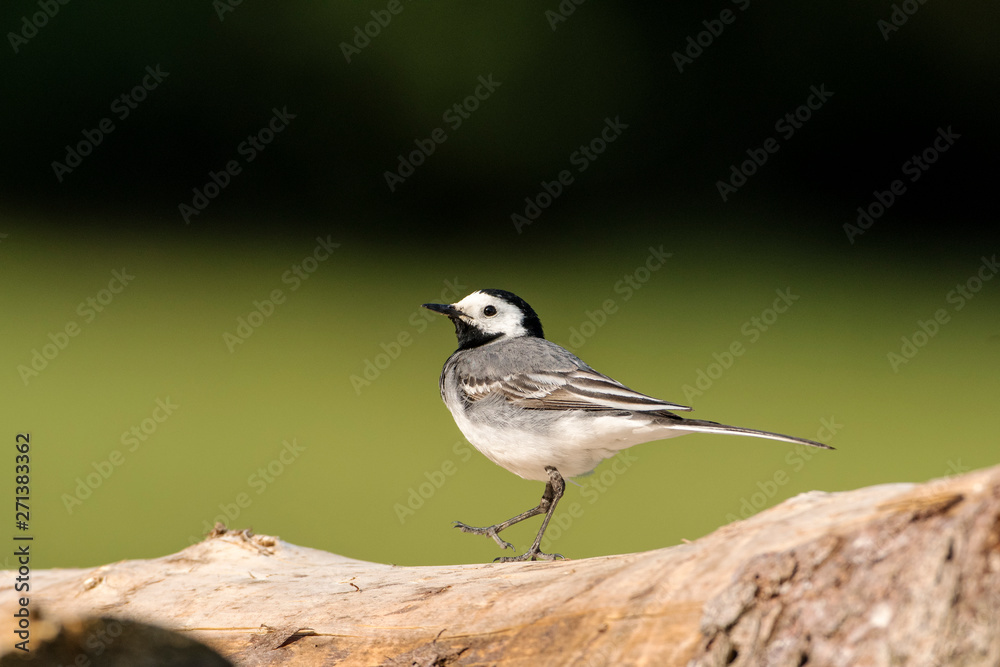 Naklejka premium Bachstelze