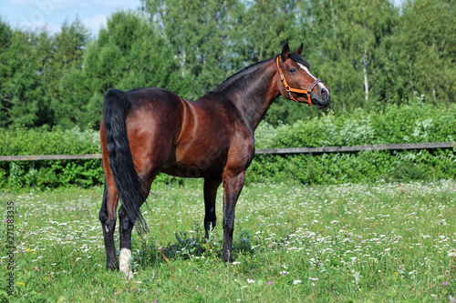 Dressage horse portrait on the summer green meadow