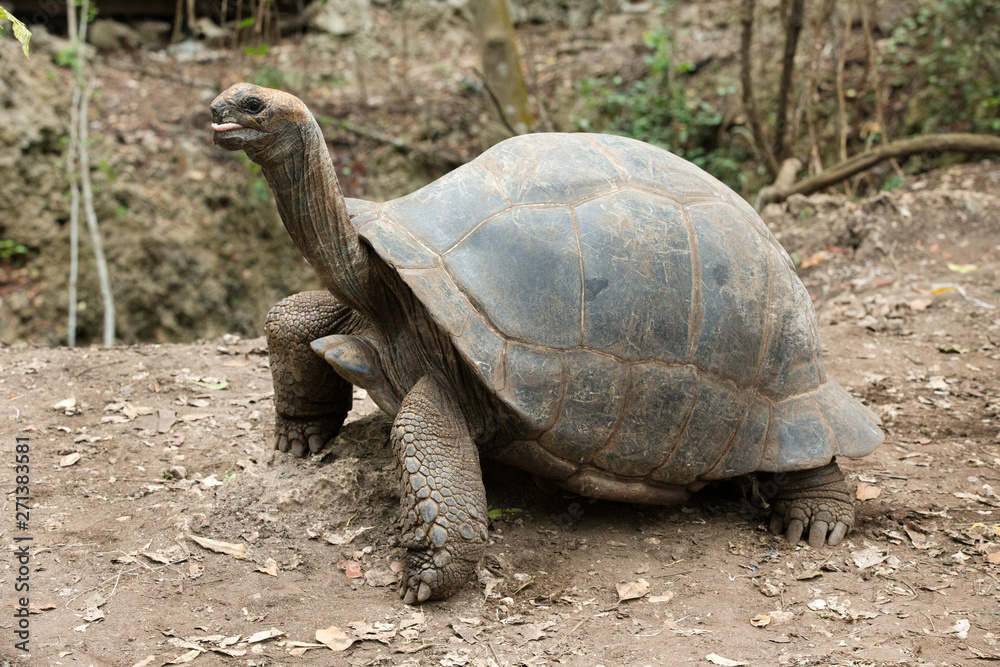 Galapagos Tortoise in a nature reserve Galapagos Tortoise in a nature reserve