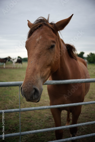 portrait of a horse © pixelens