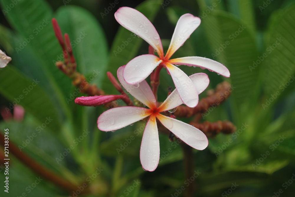 plumeria plumeria