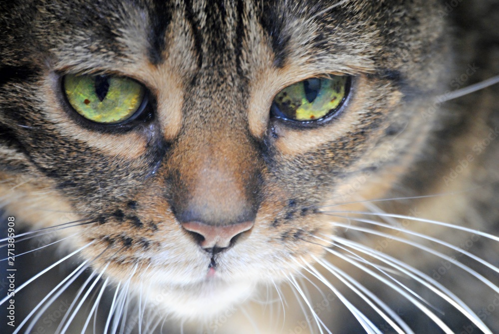 Chat Chat