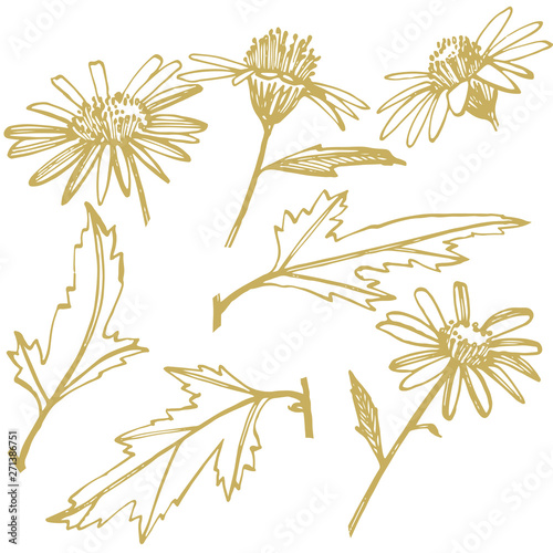 Wallpaper Mural Chamomile or daisy flower. Botanical illustration. Good for cosmetics, medicine, treating, aromatherapy, nursing, package design, field bouquet. Hand drawn wild hay flowers. Torontodigital.ca