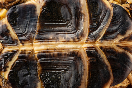 tortoise - testudo horsfieldii - breastplate - background