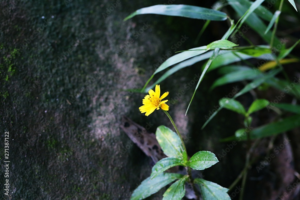 Fototapeta premium Small yellow flower in garden closeup tree bark blur background