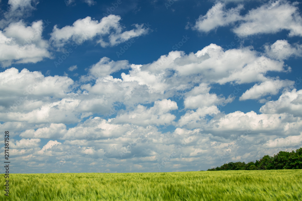 Green wheaten sprouts are in the field and beautiful cloudy. Spring landscape. Green wheaten sprouts are in the field and beautiful cloudy. Spring landscape.