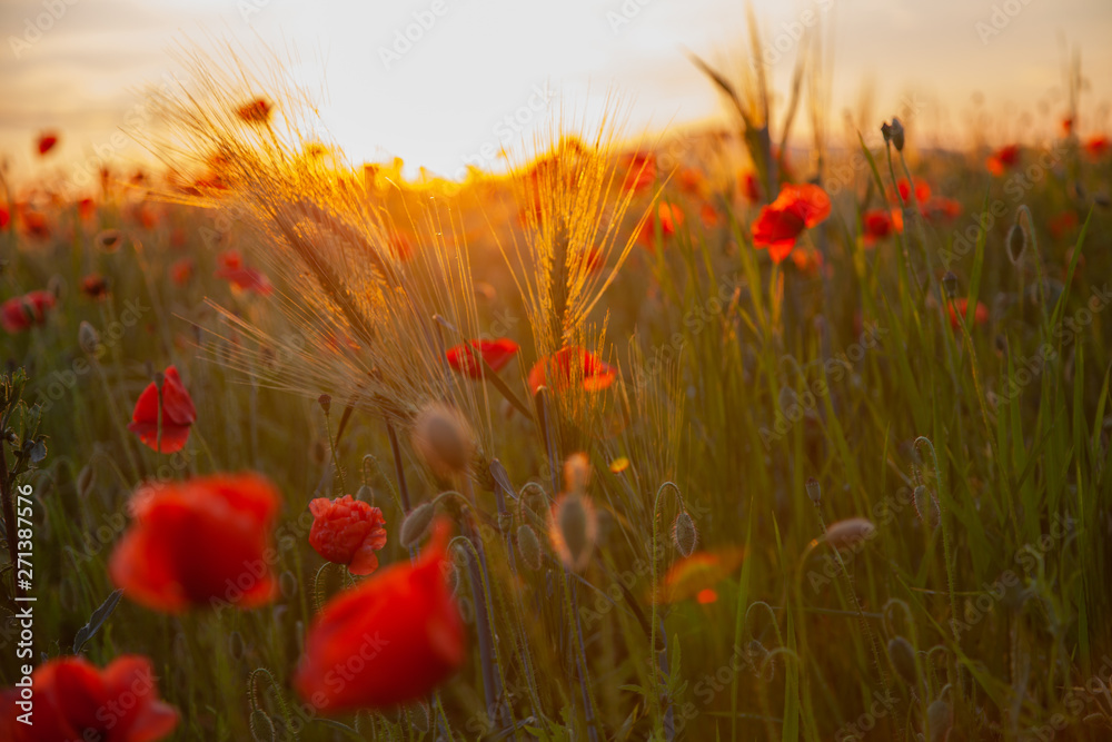 Obraz premium field with red flowering poppies against a bright sunny sky