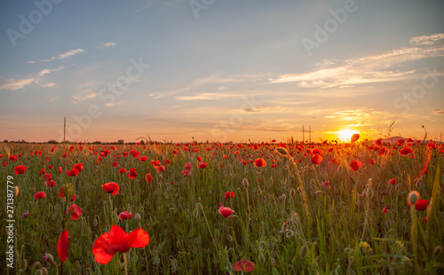 field with red flowering poppies against a bright sunny sky