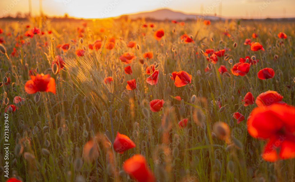 Obraz premium field with red flowering poppies against a bright sunny sky