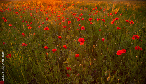 field with red flowering poppies against a bright sunny sky © Egor