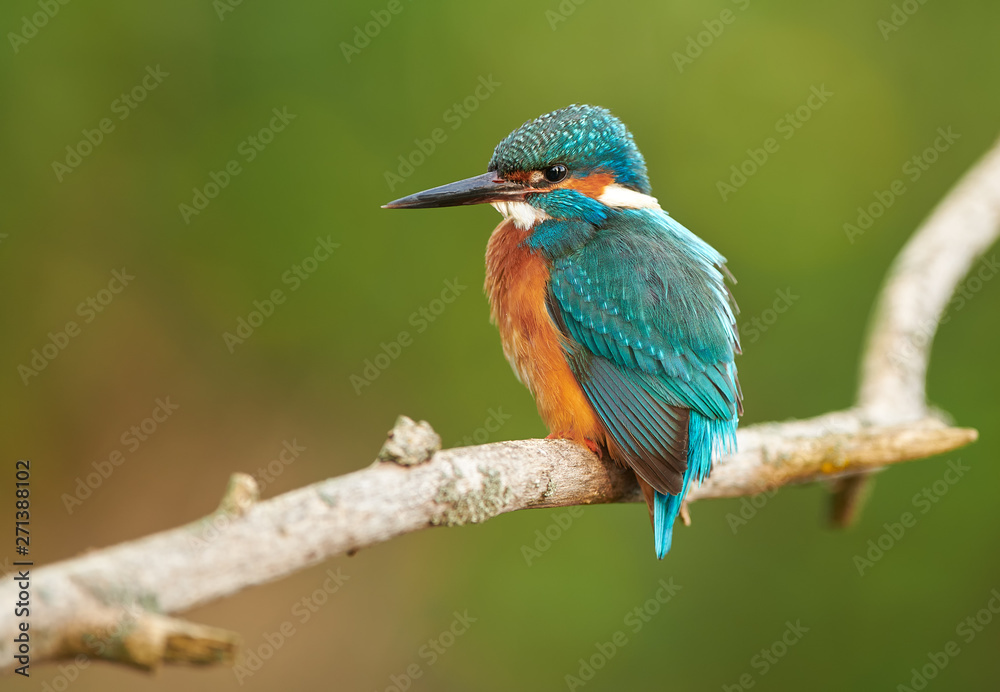 Kingfisher (Alcedo atthis) close up Kingfisher (Alcedo atthis) close up
