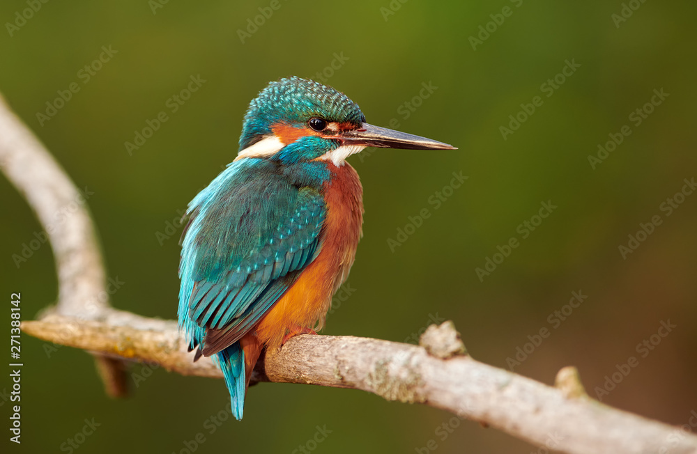 Kingfisher (Alcedo atthis) close up Kingfisher (Alcedo atthis) close up