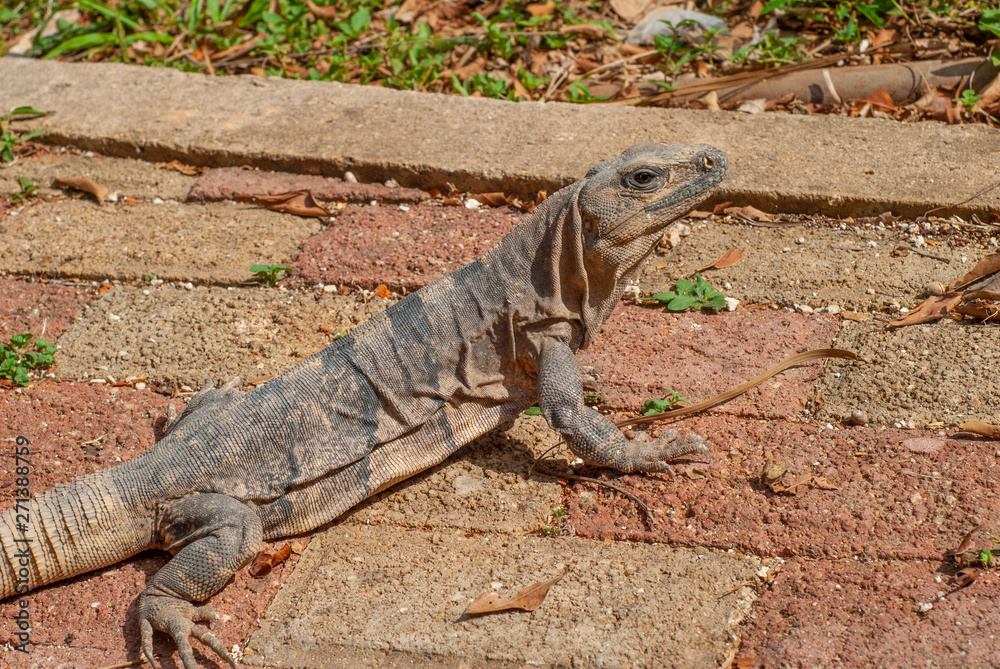 Fototapeta premium Iguana laying on stones, taken in Chichen Itza, in the Yucatan peninsula