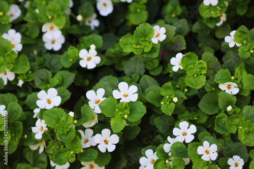 Bacopa monnieri, herb Bacopa is a medicinal herb used in Ayurveda, also known as 