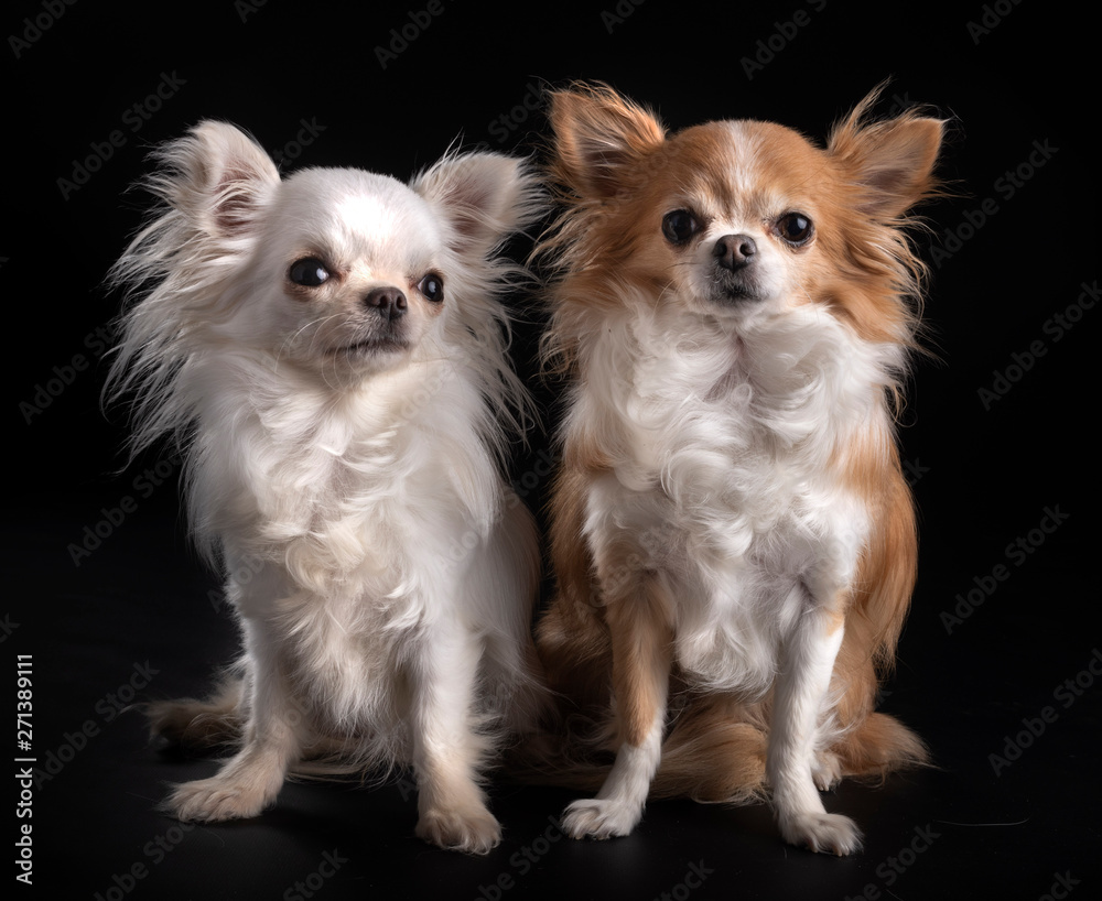 chihuahuas in studio chihuahuas in studio