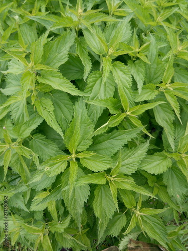 Thick nettle bush growing in the meadow