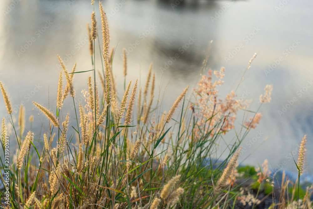 Grass flowers along the pond during sunset