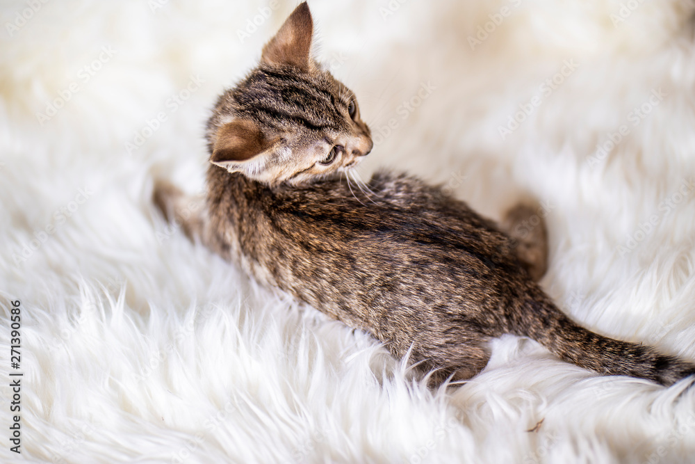 Little kitten of breed Savannah Little kitten of breed Savannah