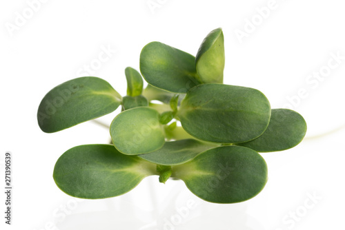 Wallpaper Mural Sunflower sprout close-up isolated on white Torontodigital.ca