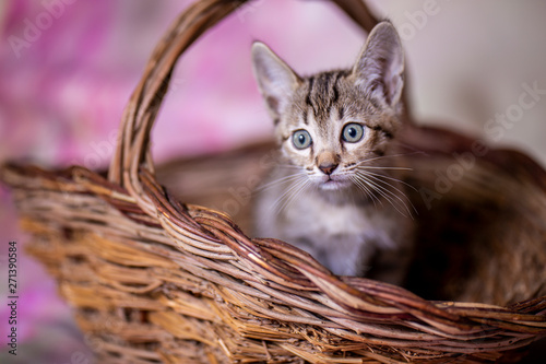 Little kitten of breed Savannah