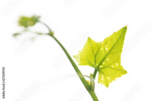 Coccinia grandis Voigt or Ivy gourd shoot isolated on white photo