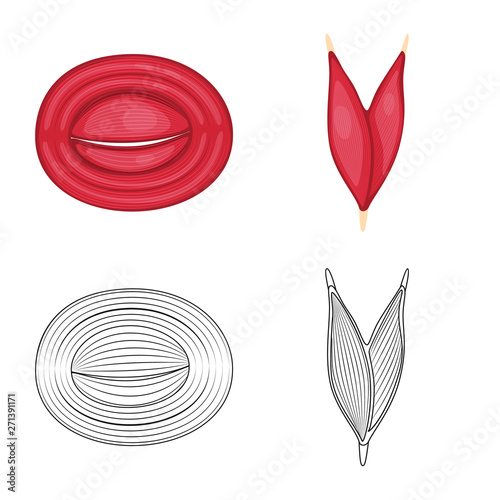 Isolated object of fiber and muscular icon. Collection of fiber and body  stock vector illustration.