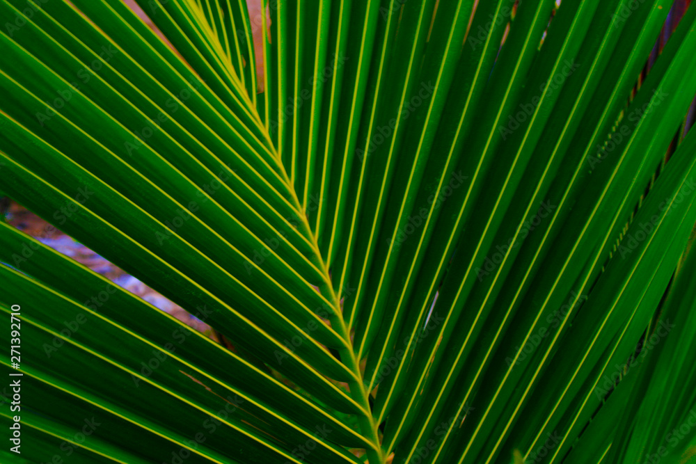 Obraz premium Palm leaves with bright sunligh