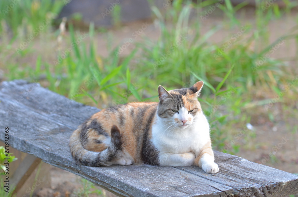 外猫(9歳) 外猫(9歳)