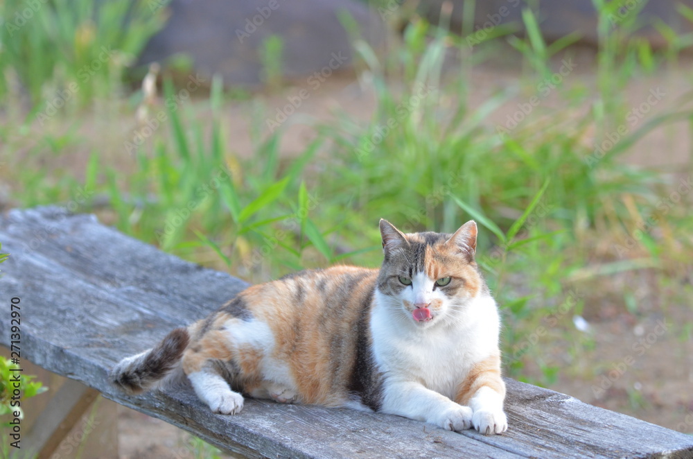 Obraz premium 外猫(9歳)