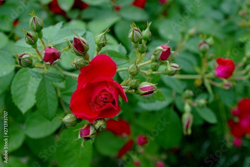 red rose on green background