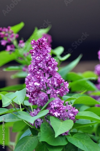 Spring bloom of purple lilac