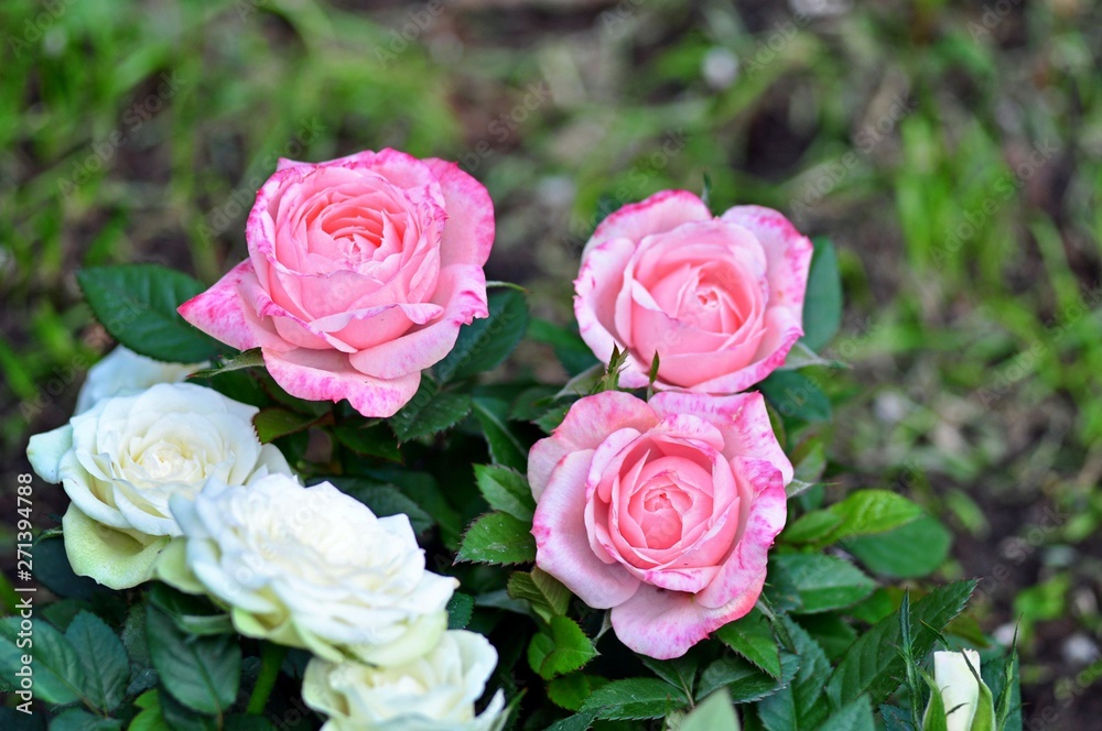 Three white roses and three pink roses Three white roses and three pink roses