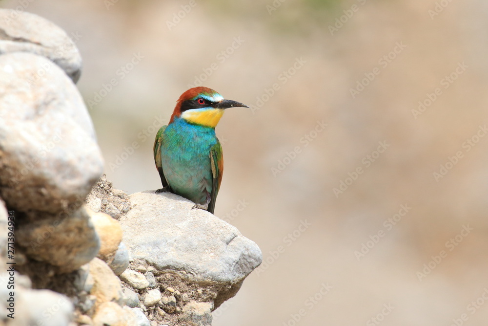 European bee-eater (Merops apiaster), exotic colorful bird on rocky slope in beautiful sunny day