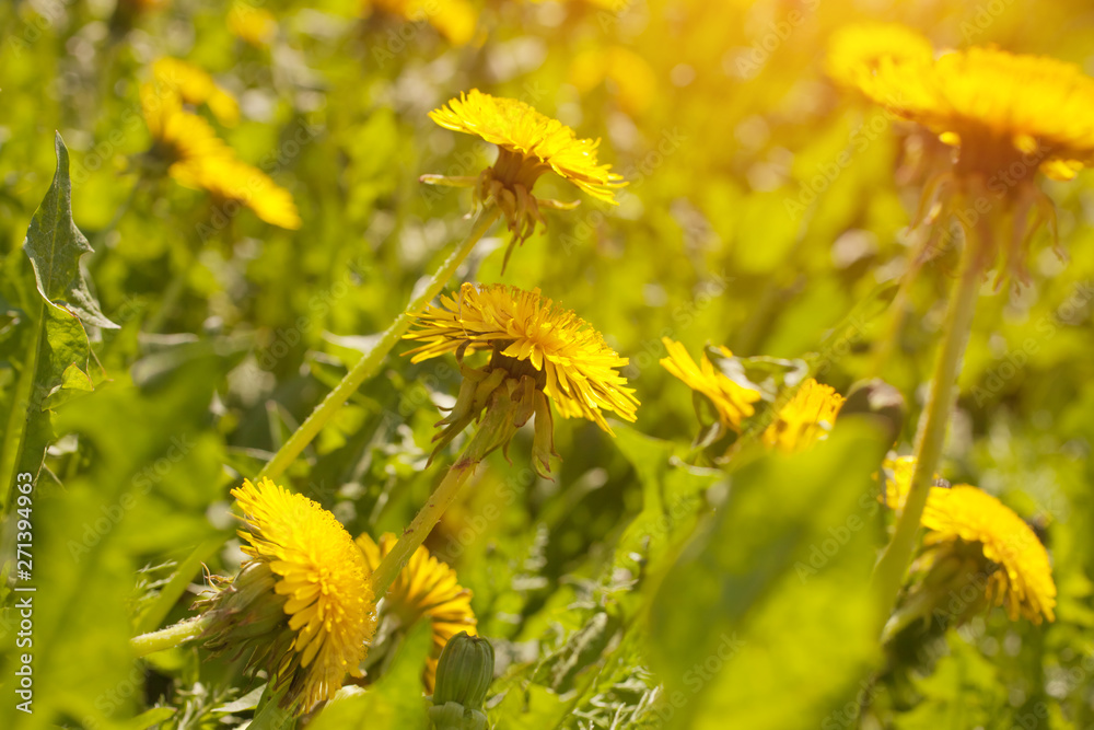 Close up of blooming yellow dandelion flowers (Taraxacum officinale) in garden on spring time. Detail of bright common dandelions in meadow at springtime. Used as a medical herb and food ingredient Close up of blooming yellow dandelion flowers (Taraxacum officinale) in garden on spring time. Detail of bright common dandelions in meadow at springtime. Used as a medical herb and food ingredient
