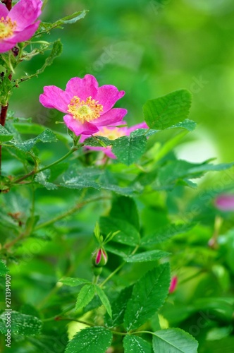 Buds and flowers of wild rose bush