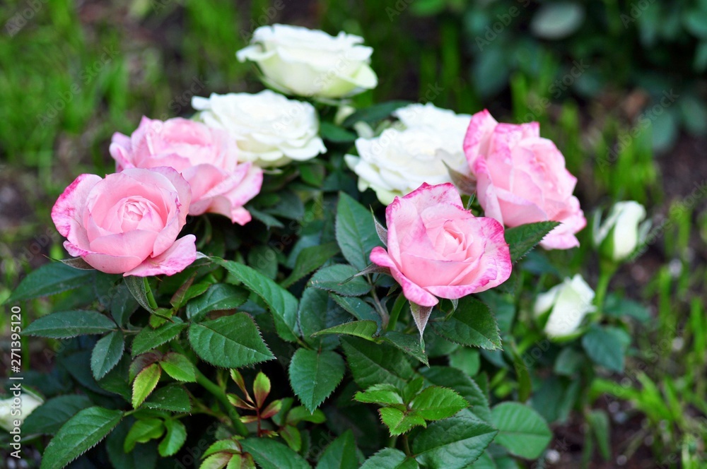 Bush with pink and white roses in the garden
