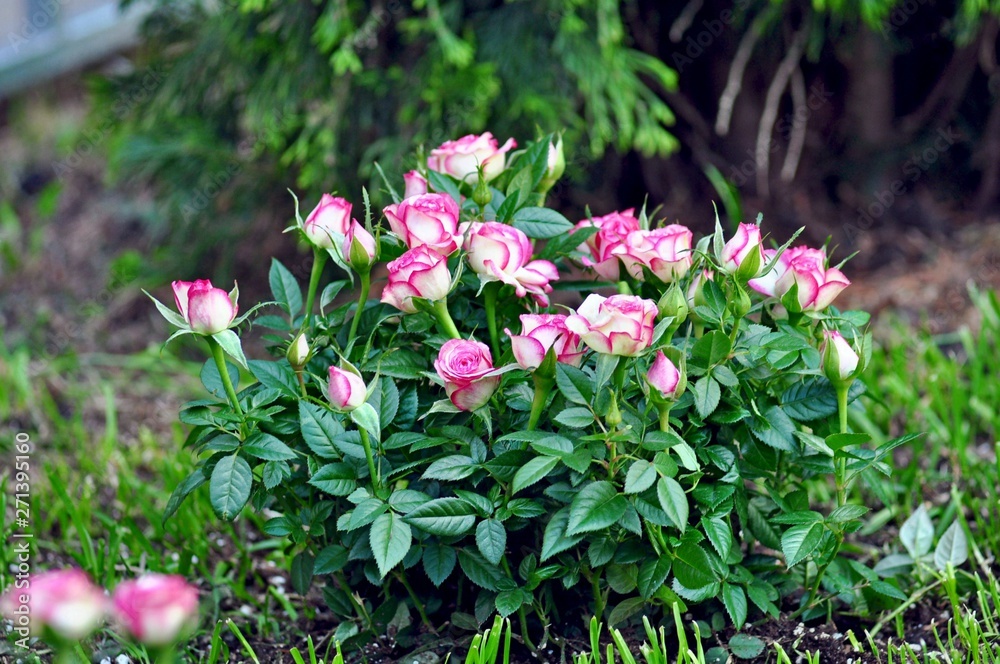 Bush with rose buds in the garden Bush with rose buds in the garden