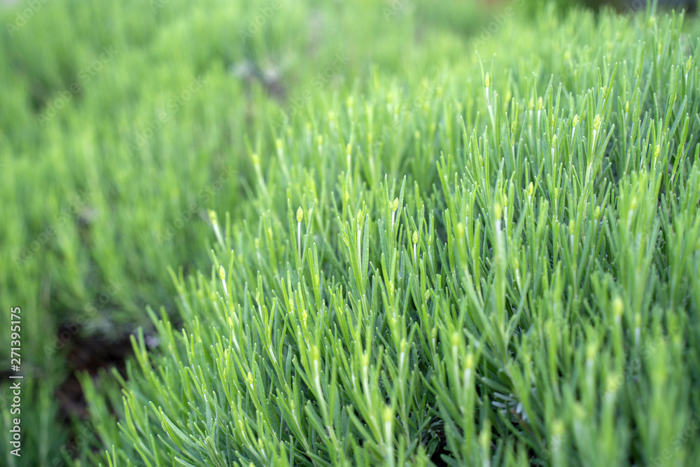 Fototapeta premium Lavendel