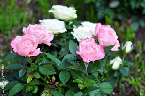 Bush with pink and white roses in the garden