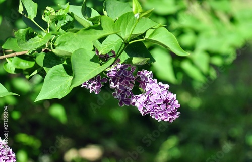 Wallpaper Mural Sprig of lilac with purple flowers in the shade Torontodigital.ca