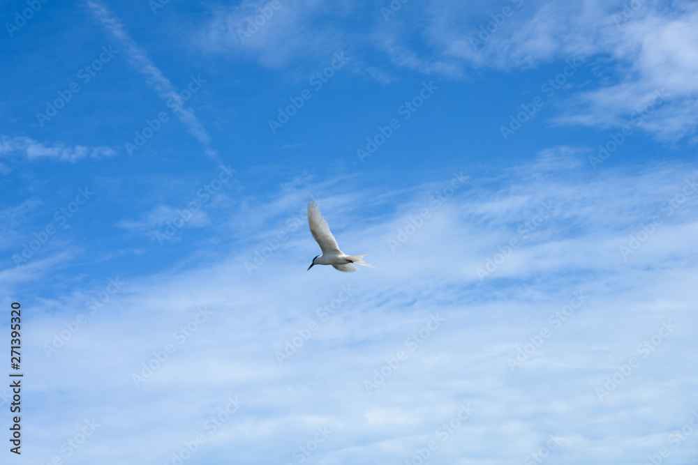 Fototapeta premium アジサシ・海鳥・飛ぶ・青空