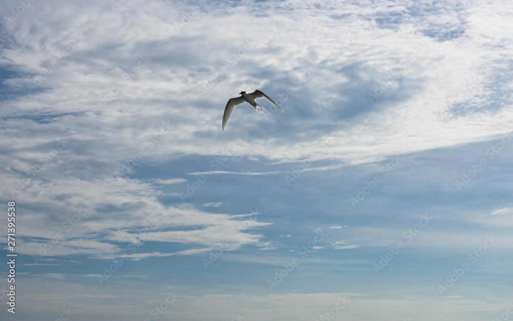 Naklejka premium アジサシ・海鳥・飛ぶ・青空