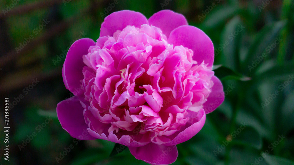Peony, close-up on a background of green leaves. Summer floral background, nature.