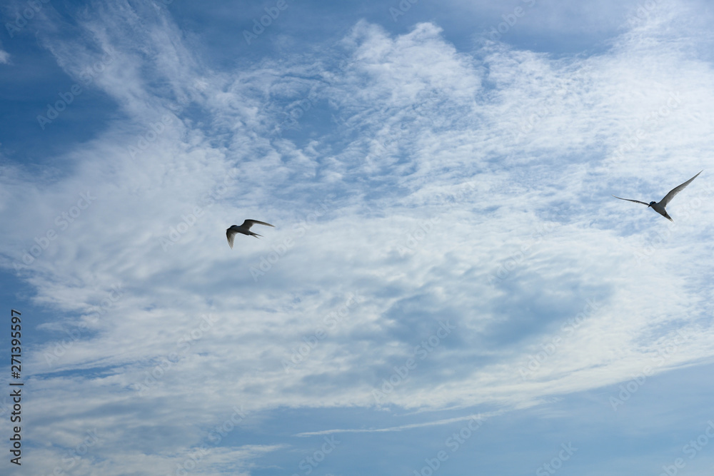 Obraz premium アジサシ・海鳥・飛ぶ・青空