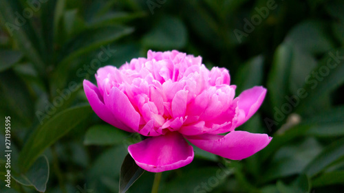 Peony  close-up on a background of green leaves. Summer floral background  nature.